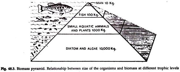 Biomass Pyramid