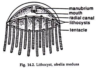 Lithocyst, Obela Medusa