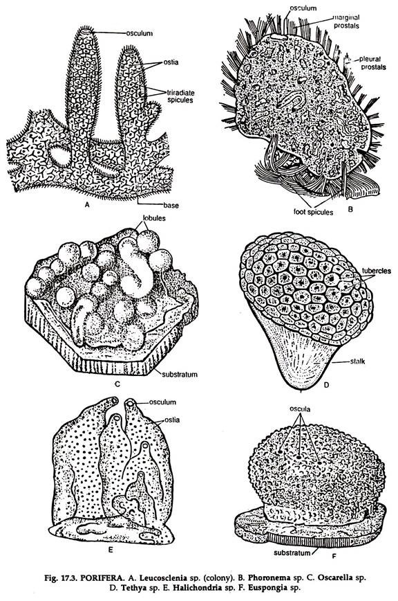 PORIFERA