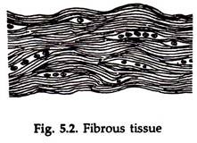 Fibrous Tissue