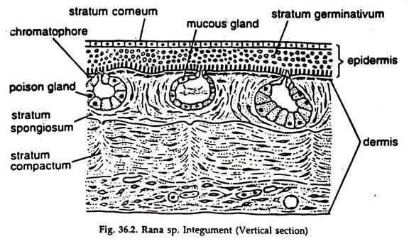 Rana sp.  Integument.