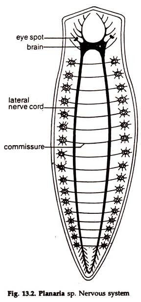 Nervous System