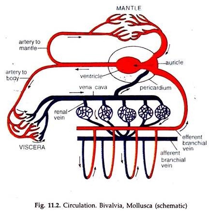 Circulation: Bivalvia, Mollusca (Schematic) 