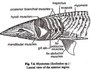 Myotomes