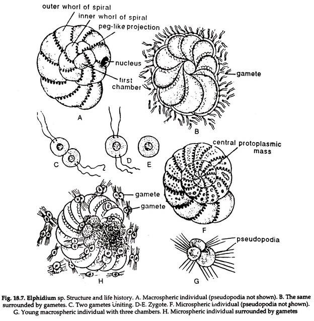 Elphidium sp.