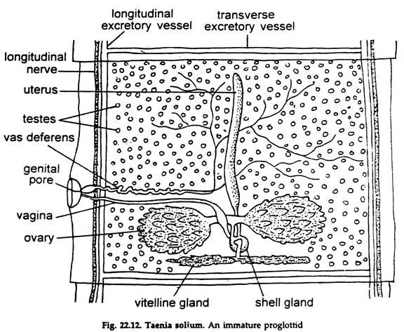 Taenia Solium