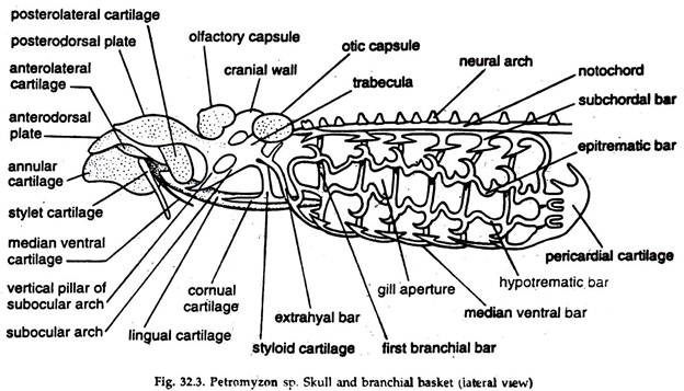 Petromyzon sp. Skull and Branchial Basket