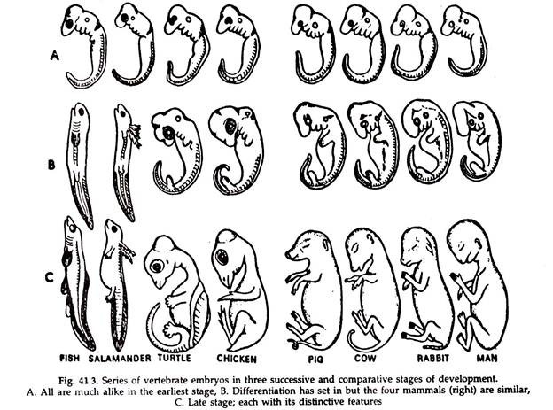 Series of Vertebrate Embryos