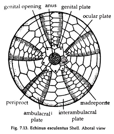 Echinus Esculentus Shell