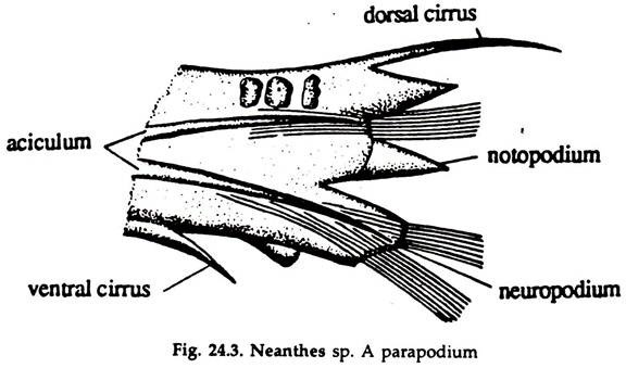 Neanthes (Sandworm)