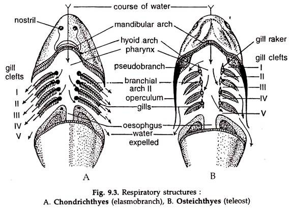 Respiratory Structures