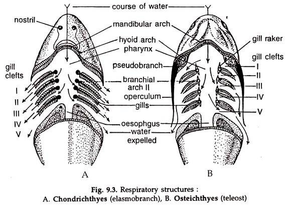 Gas Exchange in Various Animals | Zoology