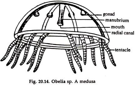 Obelia sp. A Medus
