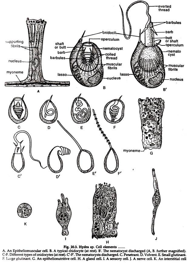 Hydra sp. Cell Elements