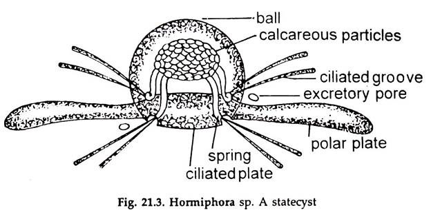 Hormiphora sp. A Statecyst