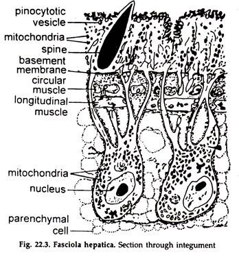 Fasciola Hepatica. Section through Integument