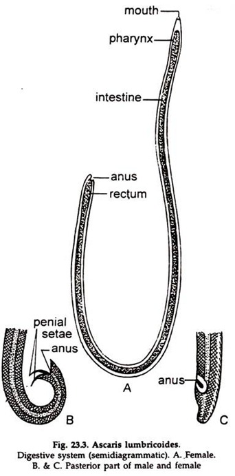 Ascaris Lumbricoides. Digestive System