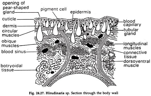 Hirudinaria sp. Section through the Body Wall
