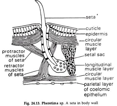 Pheretima sp. A Seta in Body Wall