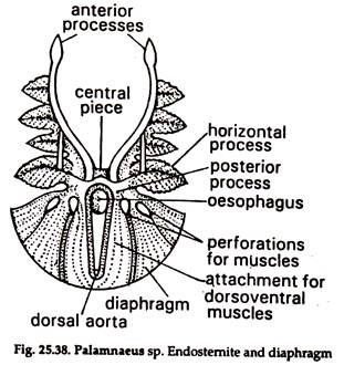 Palamnaeus sp. Endostemite and Diaphragm