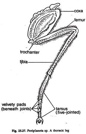 Periplaneta sp. Thoracic Leg