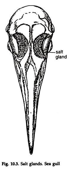 Salt Glands