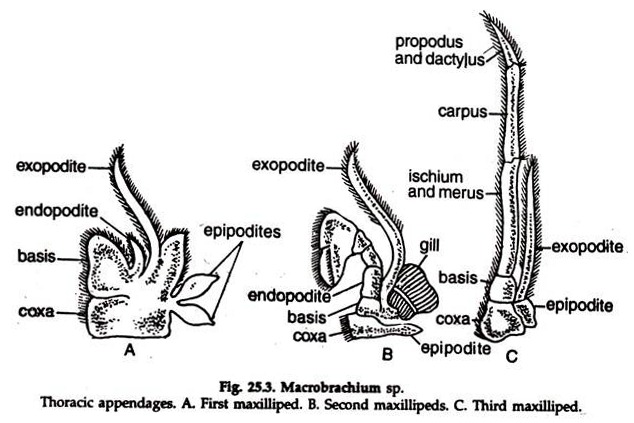 Macrobrachium sp. Thoracic Appendages