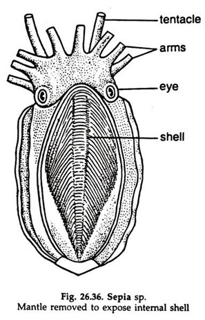 Sepia sp. Mantle Removed