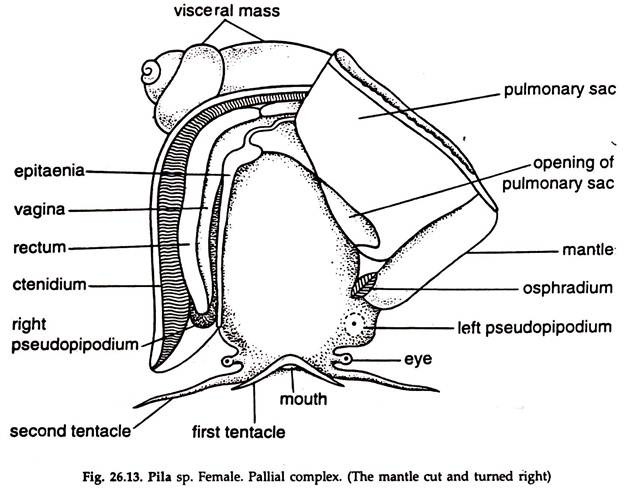 Pila sp. Femlae