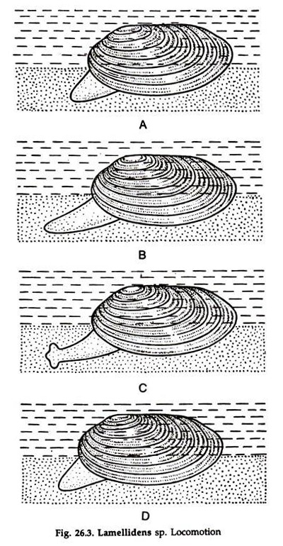 Lamellidens sp. Locomotion