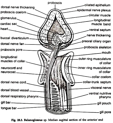 Balanoglossus sp. Median Sagittal Section