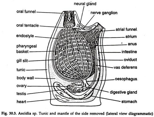 Ascidia sp. Tunic and Mantle