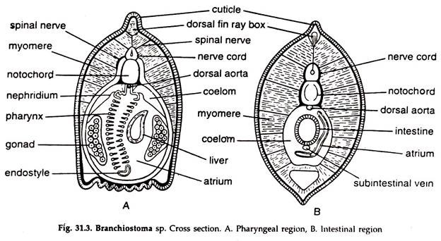 Branchiostoma sp. Cross Section