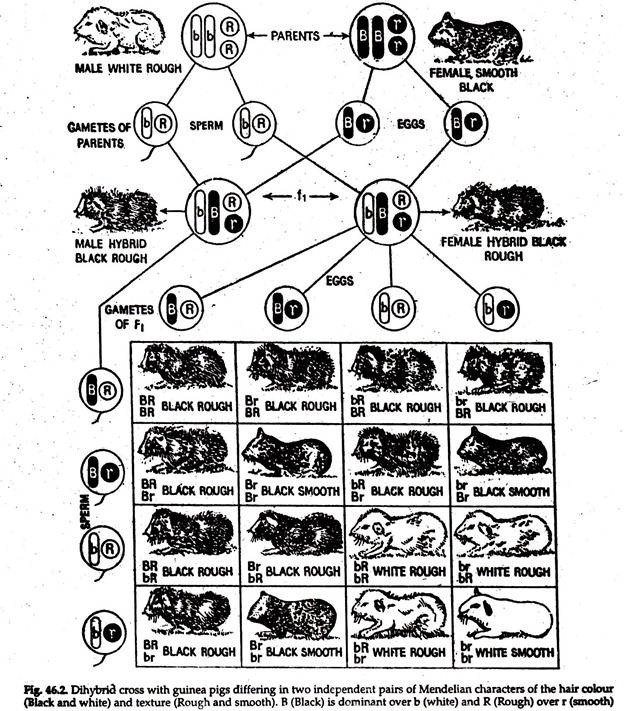 Dihybrid Cross with Guinea Pigs