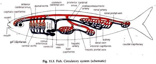 Fish. Circulatory System (Schematic)