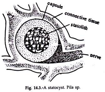 Statocyst