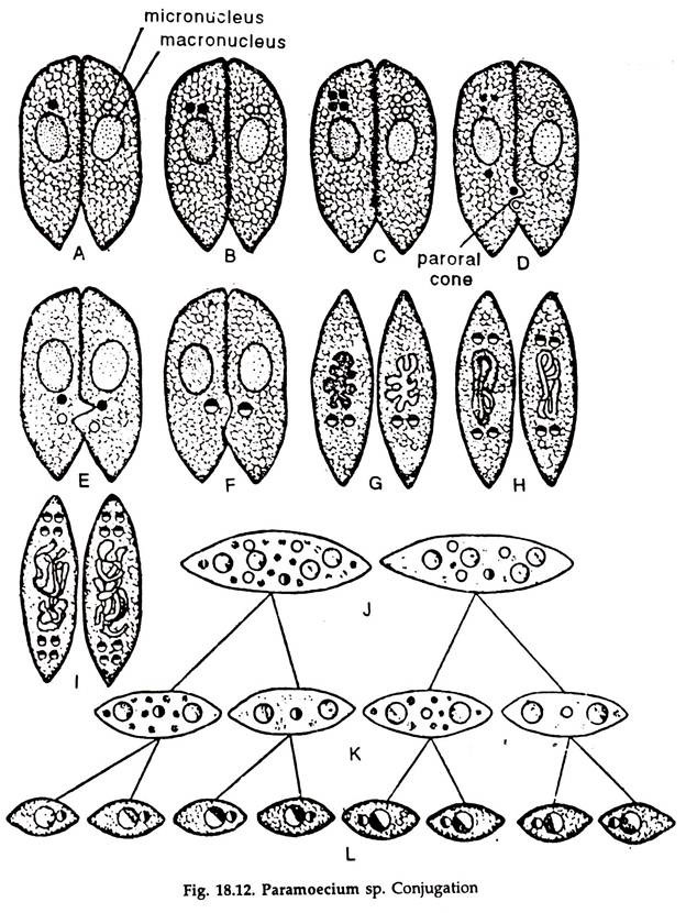 Paramoecium sp.