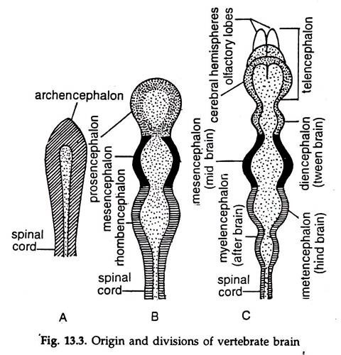 Origin and divisions of vertebrate brain