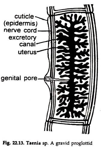 taenia gravid proglottid