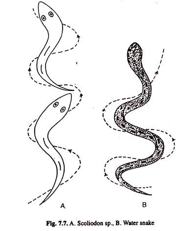 A. Scoliodon sp. B. Water Snake