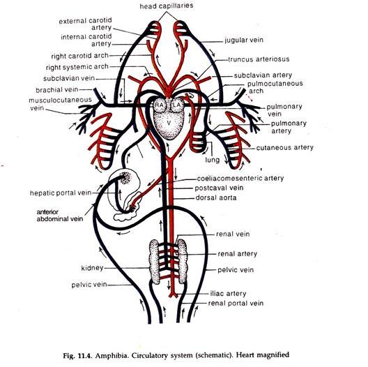 Amphibia. Circulatory System (Schematic)