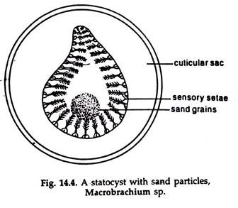 Statocyst with sand Particles, Macrobrachium sp.