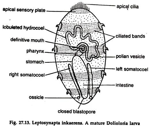 Leptosynapta Inkaerens