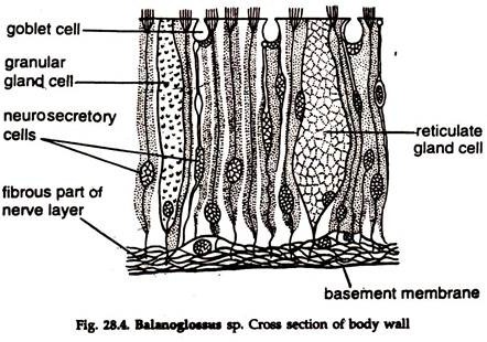 Balanoglossus sp. Cross Section