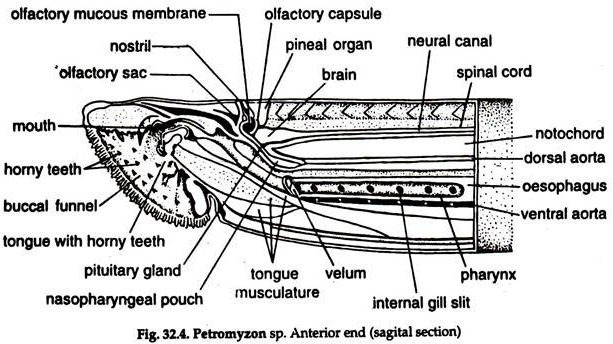 Petromyzon sp. Anterior End