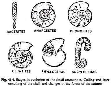 Stages in Evolution