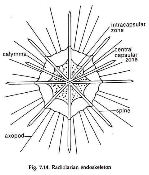 Radiolarian Endoskeleton