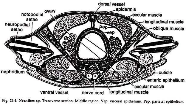 Neanthes (Sandworm) - Transverse Section 