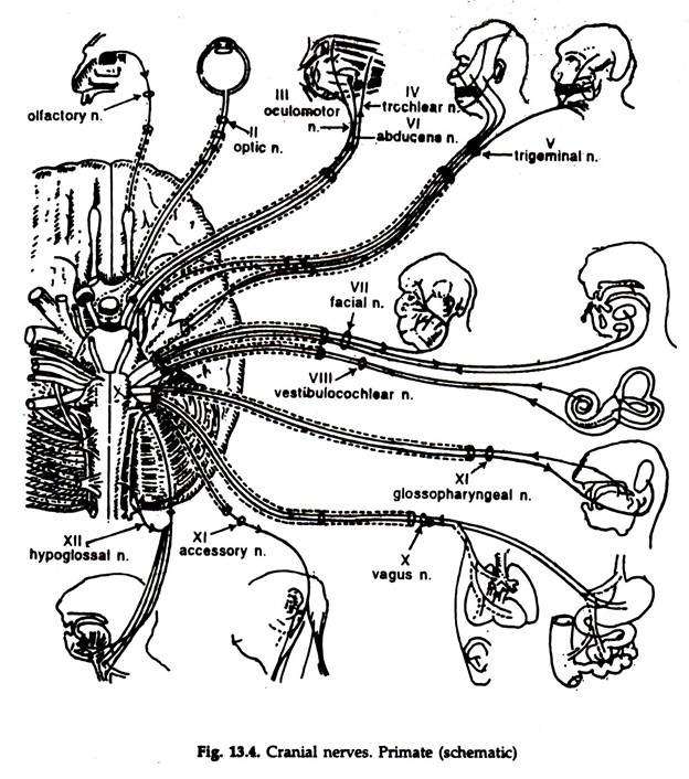 Peripheral Nervous System (With Diagram) | Animals