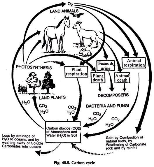 Food Chains, Food Webs and Trophic Levels | Environment